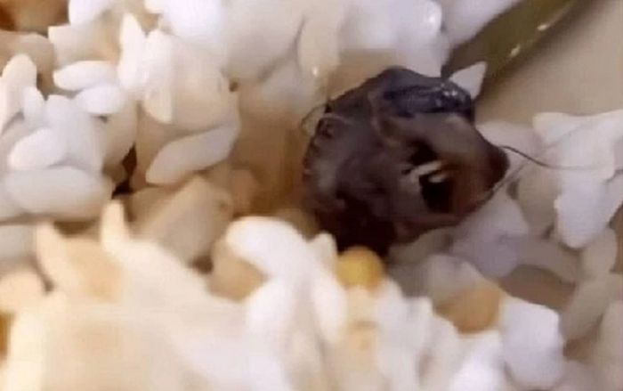 Sinh viên phát hiện đầu chuột trong suất ăn ở căn tin trường, chính quyền tỉnh vào cuộc điều tra