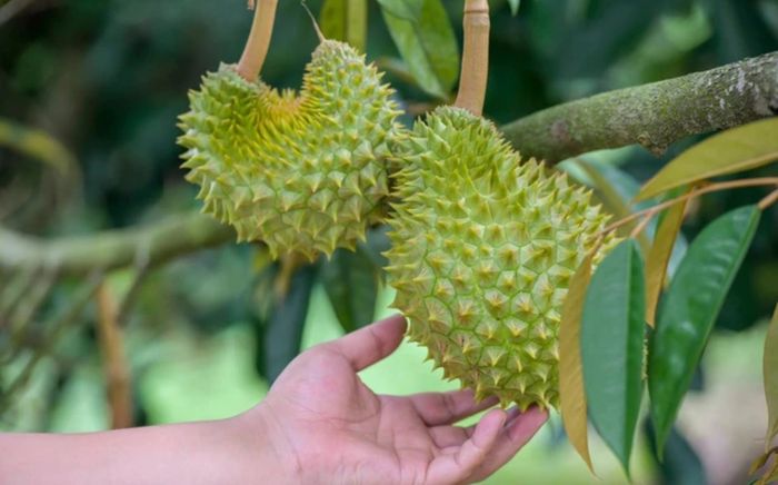 Tưởng đe dọa vị thế của Việt Nam, Thái Lan, sầu riêng Trung Quốc tự trồng vụ đầu chỉ đạt 0,005% nhu cầu