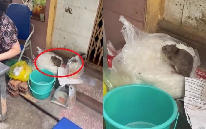 Clip chuột chễm chệ trên túi bún bán cho thực khách: Người quay lại clip nói gì?