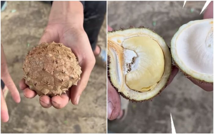 Phát hiện quả sầu riêng phù hợp với túi tiền nhiều người: Nhỏ nhưng có võ