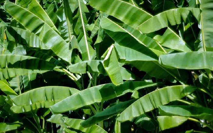 Loại lá ở Việt Nam vứt không ai thèm lấy lại có giá nửa triệu/lá ở nước ngoài