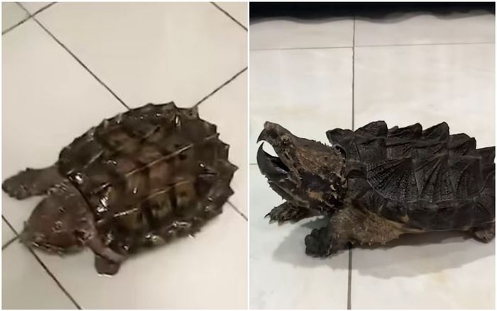 Thanh niên chia sẻ hình ảnh rùa bò vào nhà, dân mạng đưa ra lời cảnh báo