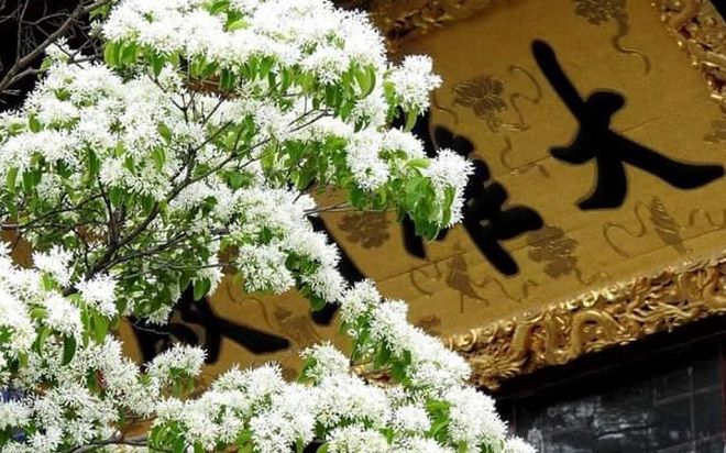 Cây cổ thụ đẹp nhất Trung Quốc: Hơn 800 tuổi vẫn nở những bông tuyết trắng