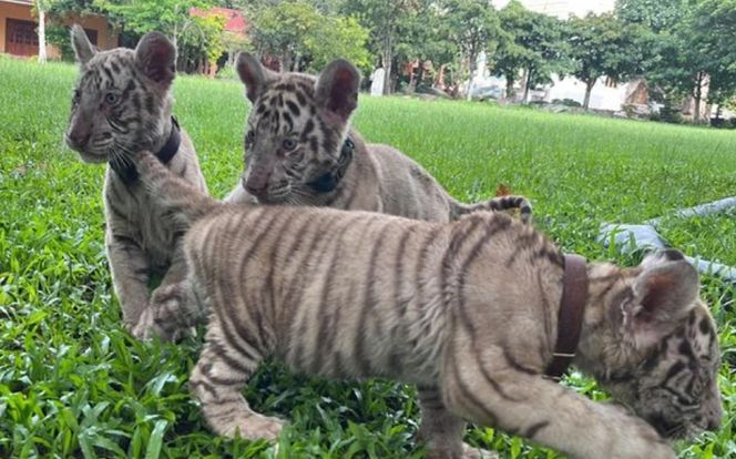 7 cá thể hổ con chào đời khỏe mạnh trong khu du lịch Vườn Xoài