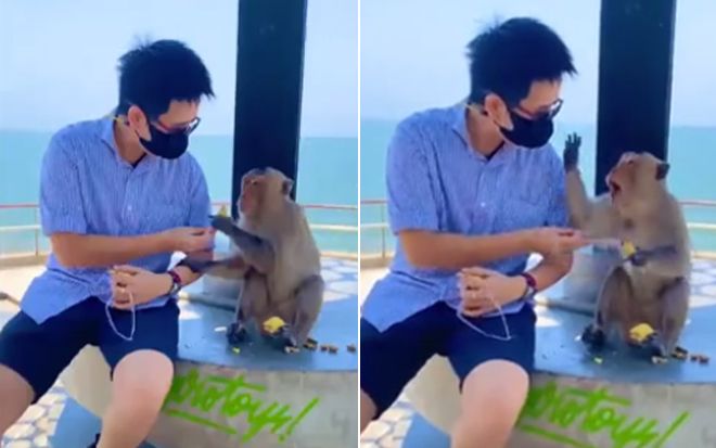 Tặng khỉ con đồ ăn, nam du khách bỗng hét toáng bởi diễn biến sau đó