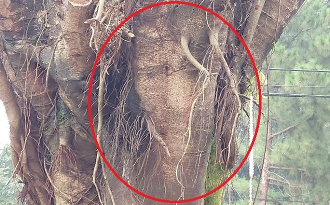 Tin mới vụ gốc cây si có hình mặt người ở chợ Gia Lai gây xôn xao dư luận
