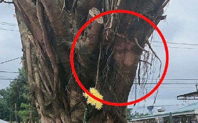 Cây si có hình mặt người ở chợ Gia Lai được di dời về đâu?