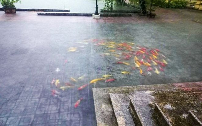 Đàn cá Koi vượt ao bơi tung tăng trên sân Uỷ ban huyện, clip ghi cảnh hy hữu