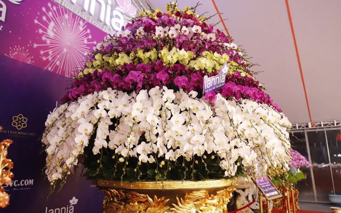 Chiêm ngưỡng chậu lan hồ điệp được rao bán với giá gần 4 tỷ đồng phục vụ dịp Tết Nguyên đán