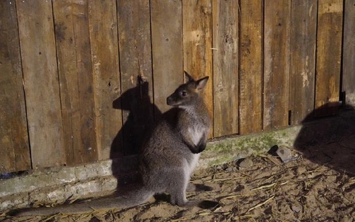 Các cá thể chuột túi được phát hiện ở Cao Bằng hiện ra sao?