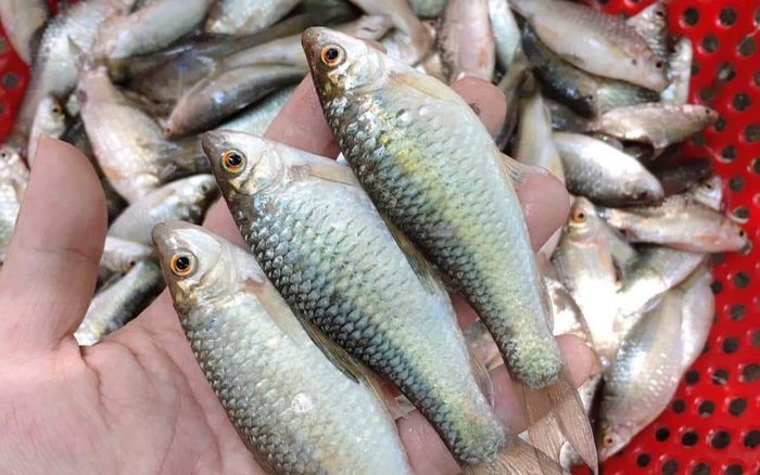 Loại cá xưa chỉ dành cho người nghèo, giờ thành đặc sản được dân thành phố lùng mua, 140.000 đồng/kg