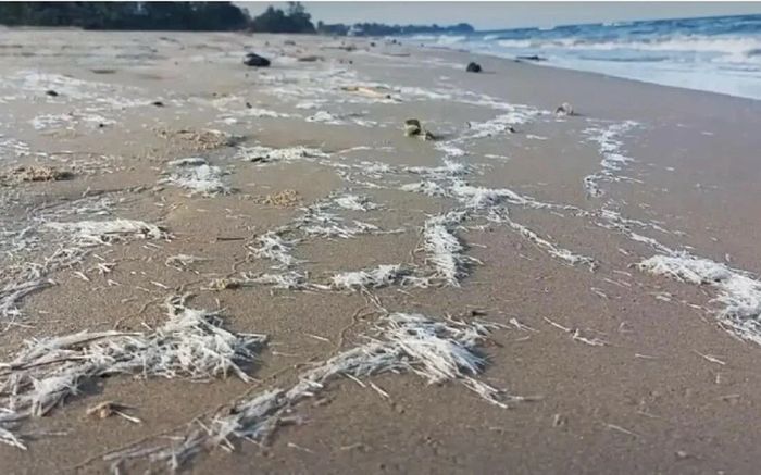 Bãi biển xuất hiện vô số sinh vật như kim nhọn, khách du lịch hoảng hốt bỏ chạy