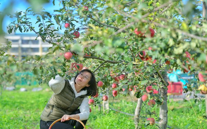 Mục sở thị vẻ đẹp như tranh của các vườn cây ăn trái mùa thu