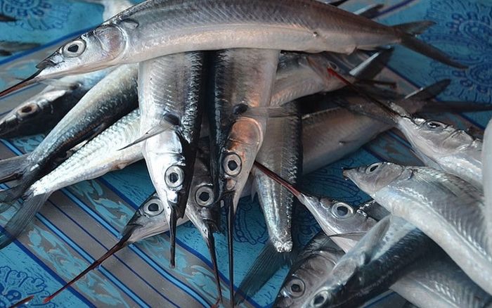 Loại cá xưa đầy không ai biết, giờ thành đặc sản được dân sành ăn mê mệt, 350.000 đồng/kg