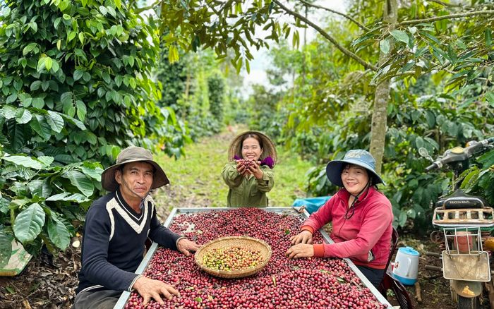 Hành trình 'lột xác' hạt cà phê nơi nương rẫy Tây Nguyên của 'cô nông dân triệu view' Hana Ban Mê