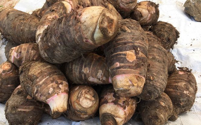 Loại củ xưa là món ăn cứu đói, giờ thành đặc sản dân phố ưa chuộng vì đặc biệt, 80.000 đồng/kg