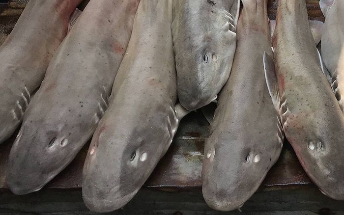 Loại cá độc lạ trở thành đặc sản được giới sành ăn ưa chuộng nhưng đắt đỏ, 270.000 đồng/kg