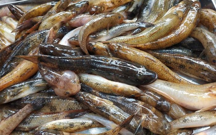 Đặc sản mỗi năm chỉ có một mùa, xưa giá rẻ như cho nay dân phố ưa chuộng, 180.000 đồng/kg