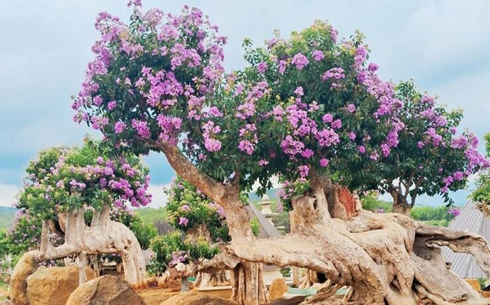 Cây dại nở hoa đẹp mắt 'lên chậu' thành bonsai, vừa độc lạ vừa phong thủy