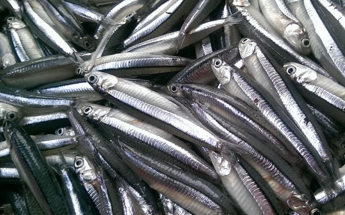 Loại cá bé tí ti xưa không ai ăn, giờ thành đặc sản được ưa chuộng vì ngon và bổ, 180.000 đồng/kg