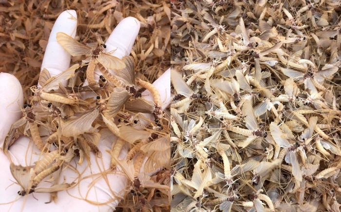Thứ bỏ đi không ai biết trở thành đặc sản đắt đỏ, ăn một lần nhớ cả đời, 500.000 đồng/kg