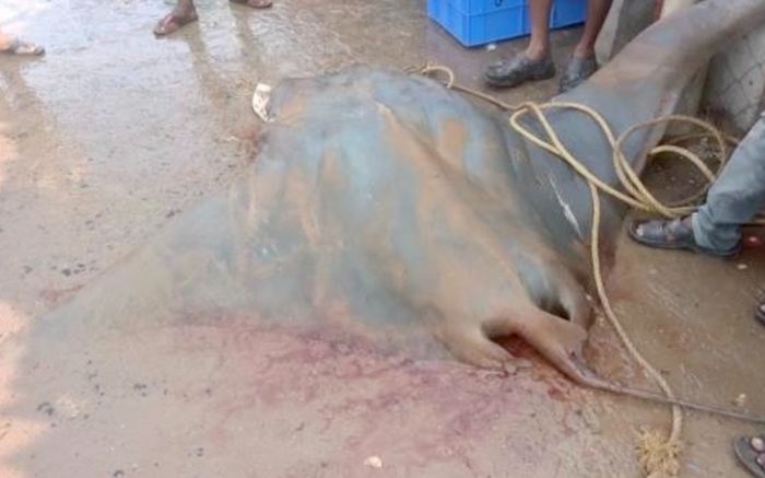 Ngư dân nghèo đổi đời nhờ bắt được cá khổng lồ 800kg trị giá hơn 600 triệu đồng