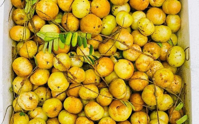 Loại quả xưa chín rụng không ai ăn, giờ 'xuống phố' thành đặc sản được ưa chuộng, 90.000 đồng/kg