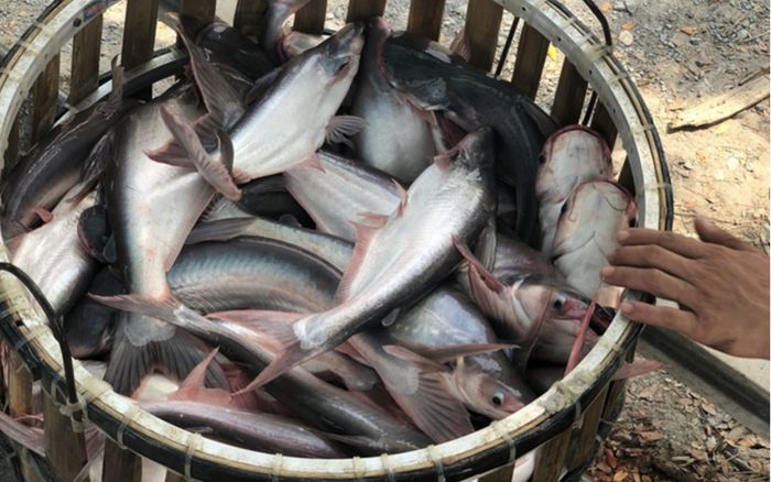 Loại cá xưa đầy giờ thành đặc sản xuất khẩu nước ngoài, ai ăn cũng mê, 60.000 đồng/kg
