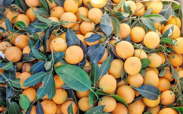 Loại quả xưa chín rụng chẳng ai ăn, giờ thành đặc sản được du khách yêu thích, 150.000 đồng/kg