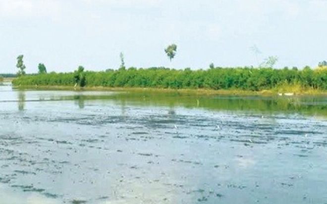 Cánh đồng hoang ở Long An bỗng dưng có vàng, cả ấp đổ xô đi tìm và thành quả không ngờ