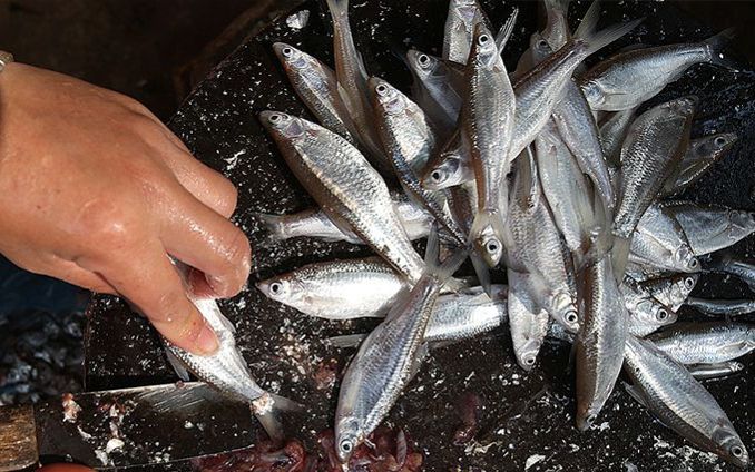 Loại cá xưa đầy ít ai biết, giờ thành đặc sản được dân thành phố lùng mua, 200.000 đồng/kg