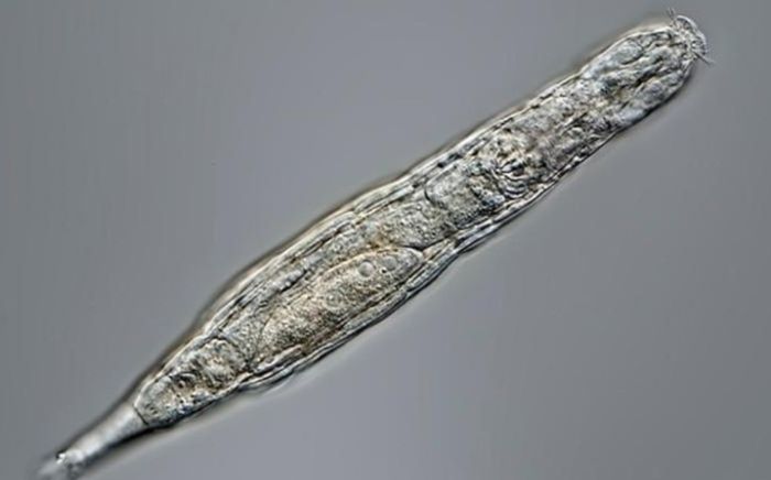 Sinh vật cực nhỏ bất ngờ hồi sinh sau 24 nghìn năm đóng băng