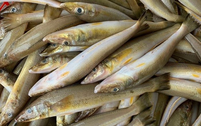 Loại cá xưa ít ai biết, giờ thành đặc sản có trong thực đơn nhà hàng, 170.000 đồng/kg