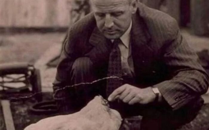 Chú gà vẫn sống sót 18 tháng sau khi bị chặt đầu, nổi tiếng khắp thế giới, kiếm tiền triệu đô cho chủ