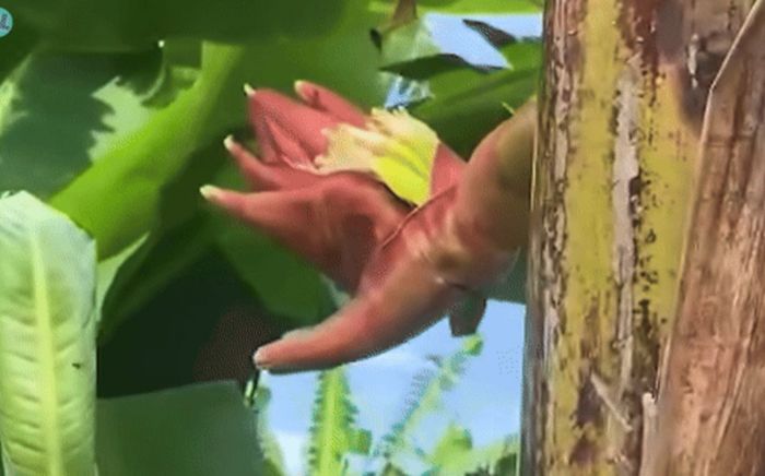 Cây chuối nở hoa hình bàn tay người, dân tình thấy lạ tò mò đến xem