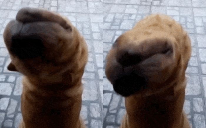 Vừa ngủ dậy, người đàn ông suýt ngất khi thấy 'quái thú ngoài hành tinh' trước cửa