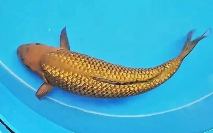 Người đàn ông câu được con cá có lớp vảy ánh vàng kỳ lạ, cả làng đổ xô đến xem