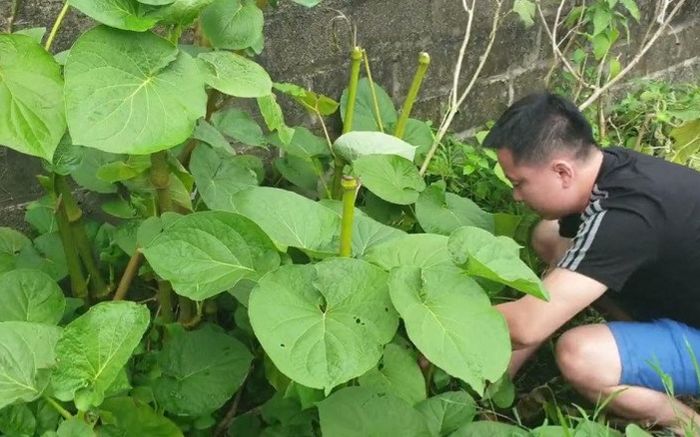 Loại lá mọc bờ bụi xưa ít ai biết đến, giờ bán 160.000 đồng/kg thành đặc sản hương vị lạ