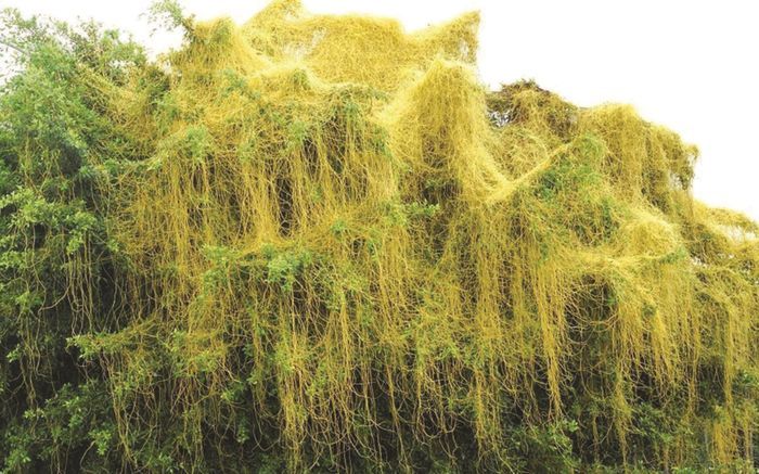 Cây dại leo hàng rào, nay thành đặc sản được chị em tranh nhau mua, 120.000 đồng/kg