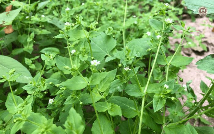 Rau dại mọc ven đường, nay bán 70.000 đồng/kg thành đặc sản hương vị lạ