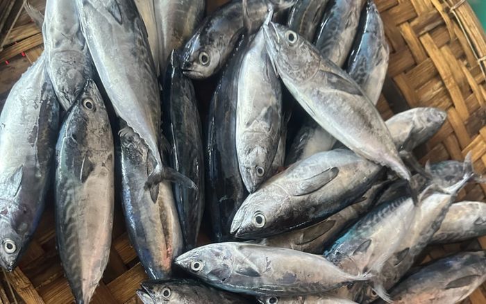 Loại cá xưa đầy ít ai ăn, nay thành đặc sản được ưa chuộng vì bổ dưỡng, 100.000 đồng/kg