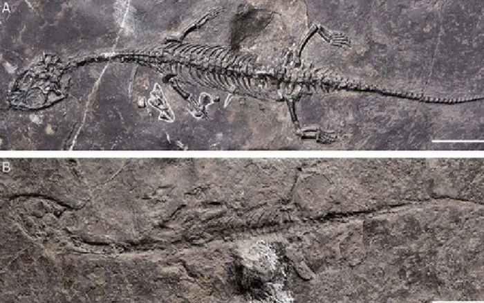 Quái vật biển xuất hiện sau mỏ đá hoang, hé lộ bí mật thời cổ đại