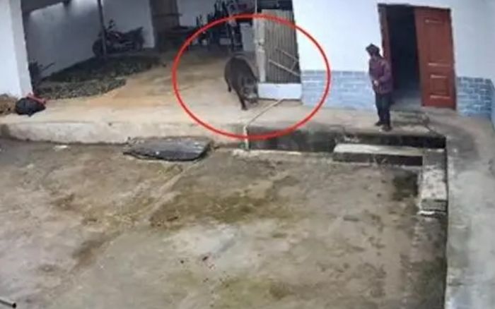 Cụ bà bị lợn rừng tấn công kéo lê vào núi, người thân tìm kiếm phát hiện cảnh tượng đau lòng