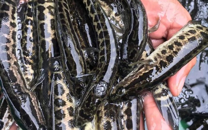 Loại cá xưa có đầy ngoài đồng, giờ thành đặc sản muốn mua phải chờ đợi, 120.000 đồng/kg