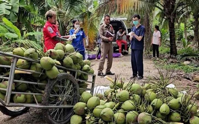 Người đàn ông đi hái dừa thuê, sự việc xảy ra sau đó khiến đồng nghiệp bàng hoàng