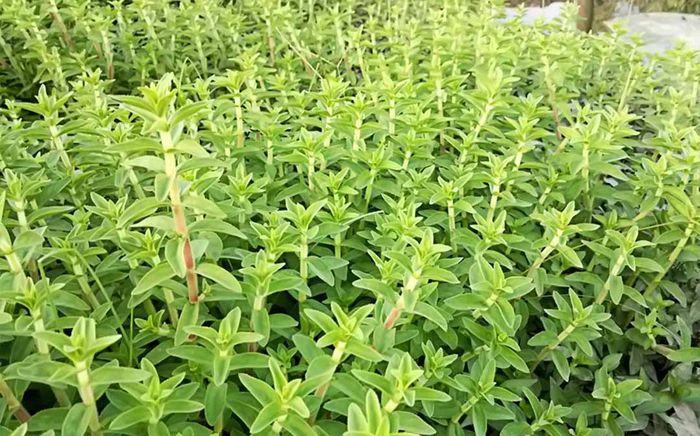 Loại rau xưa mọc đầy không ai hái, nay thành đặc sản được ưa chuộng đến lạ