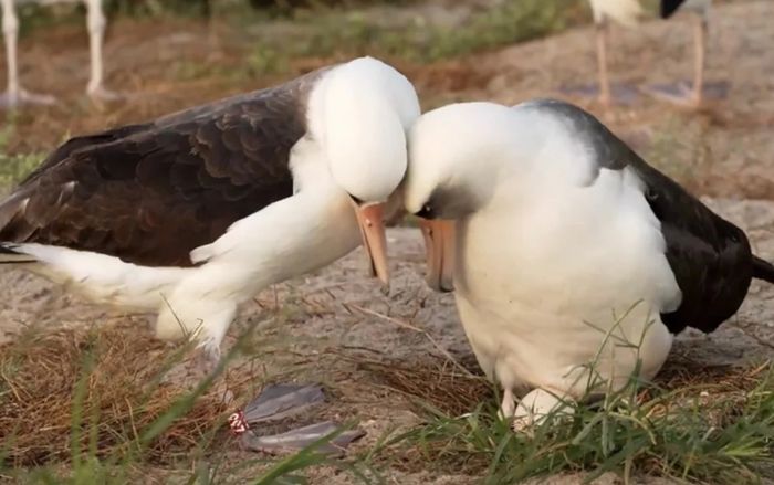 Cụ chim già nhất thế giới tìm được bạn đời, đẻ trứng ở tuổi 74