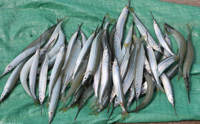 Loại cá xưa ít ai biết, nay thành đặc sản được ưa chuộng vì ngon, 200.000 đồng/kg