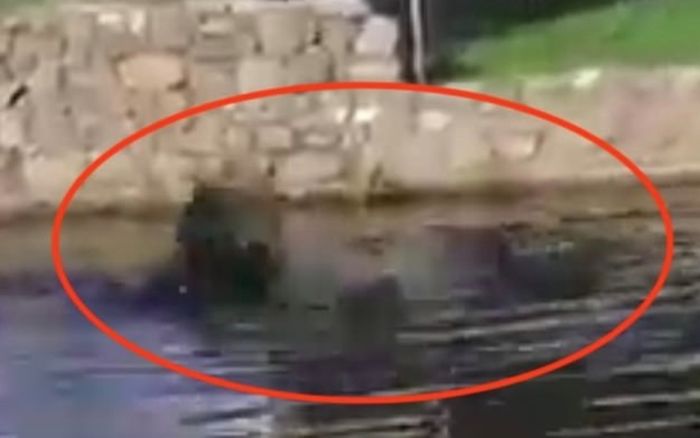 Người đàn ông bị cá sấu kéo lê xuống đầm, dân làng đi kiếm phát hiện cảnh tượng đau lòng