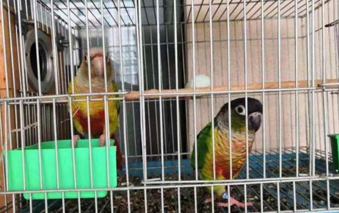 Bán chim cho đỡ chật nhà, người đàn ông bất ngờ lãnh án tù 5 năm, nghe lý do ai cũng bất ngờ